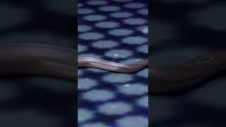 Shivanya आयी वापिस अपने इंसान रूप में | Naagin | नागिन
