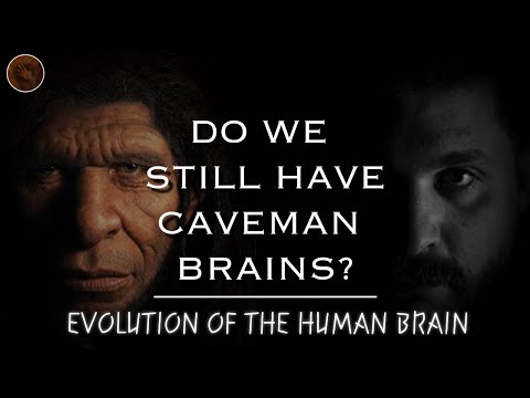 The Evolution of the Brain: From Early Human to Modern Day...