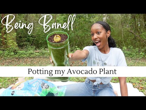 Potting My Avocado Seed | Being Banell Episode 3