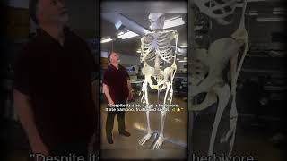 This Ape Was So Big, It Could Crush You Instantly! 😱🐵💥