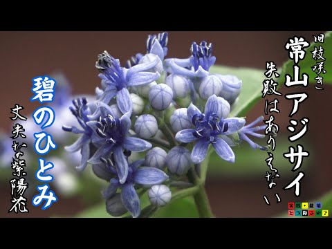 Star-shaped, blue flowers [Hydrangea] You can't go wrong! Strong and blooms on old branches/Easy ...