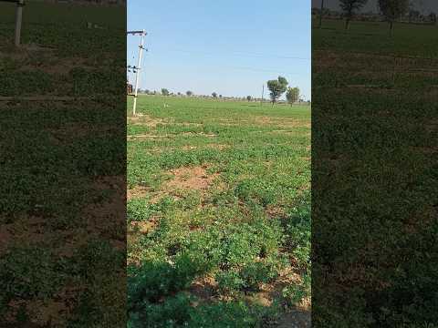 agriculture kisan #song #music #punjabisong #love #newsong #trending #viralvideo #asho #shortsvideo