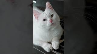 Just like humans, cats can suffer from UV damage!  #felinecare #catlover #cat  #subscribe