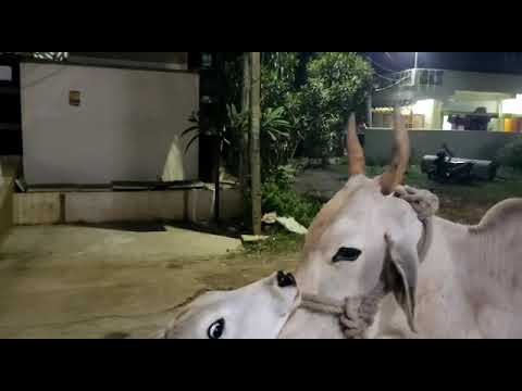 Kartika Pournami - Just now Got this in my Heart. Jairadhe