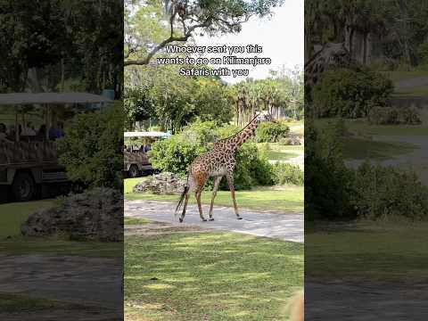 Best way to start your day at Animal Kingdom! ✨ the animals are so much more active in the morning!