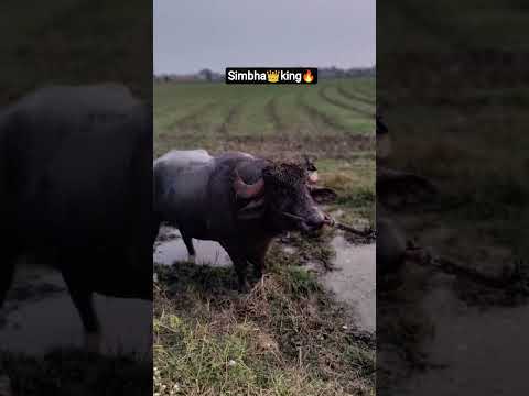 simbha king depalpur#bull #bullfightlover #padagalu #ladai #dangal #bull #depalpur