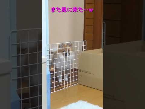 #70 人間が気になる仔犬ポメラニアン【ポメラニアン(ショート動画)】