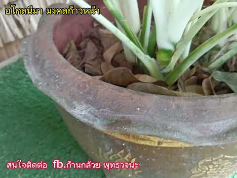 อโกลนีมา มงคลก้าวหน้า หรือ 9 มงคล