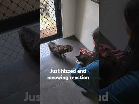 Cat React to New Kittens