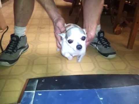Chihuahua Swimming