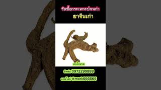 รับซื้อ กระเพาะปลาเก่า ยาจีน ติดต่อ 0972299888