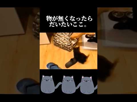 【探し物だいたいここ！】#猫 #cat #子猫 #shorts #comedy #可愛い