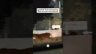 Junagadh#junagadh#junagadhnews#newsupdate#news#lion#jangal#youtubeshorts#ytshorts