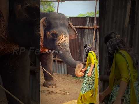 Annapoorani Palani RP Cattle Feeds