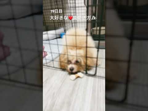19日目　食後のアレをうっかりサークルの外へ
