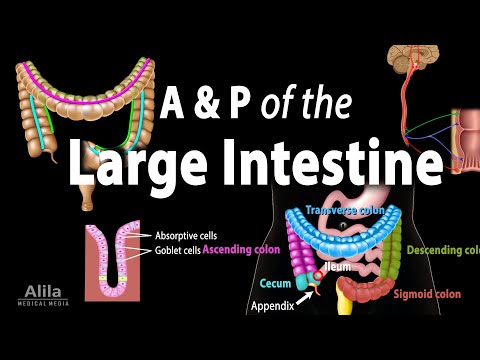 Anatomy and Physiology of the Large Intestine, Animation