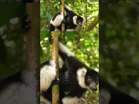 The Secrets of Earth's 5 Biggest Islands 4. Madagascar #shorts #subscribe #madagascar #adventure