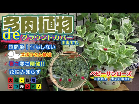 何もしなくても簡単に育つ多肉植物【ベビーサンローズ】楽しみ方色々幅広い用途でお楽しみ頂ける植物です【ガーデニング】植え方.育て方.そだち方【園芸】