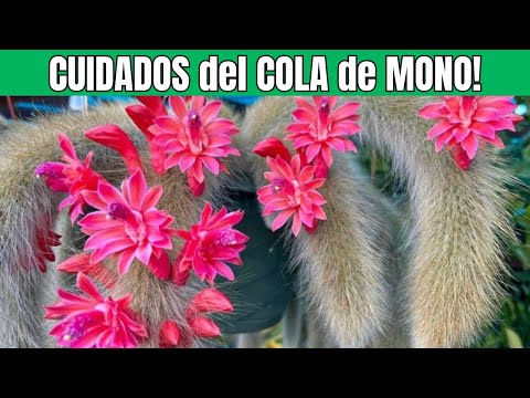 Todo Sobre el Cactus Cola de Mono 🌵 | Cuidados, Cultivo, Propagación y Floración