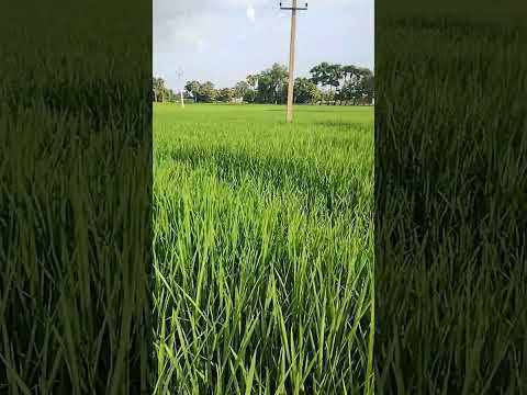 #farmerlife #kishan