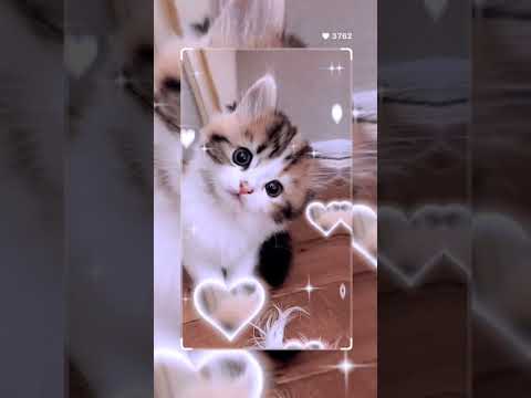 lovely cate | #LovelyCat  #CuteKitten  #CatLover   #animelovestory
