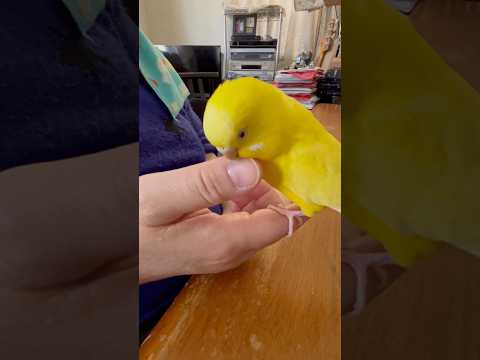 ささくれの手入れ😆 #セキセインコ #小夏