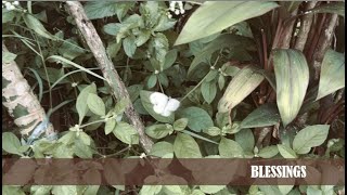 BLESSINGS | Female Solo