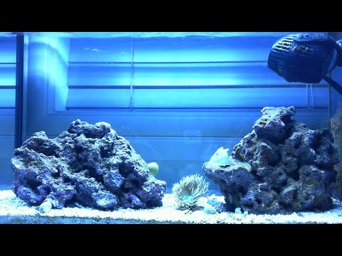 Fluval Evo V Marine