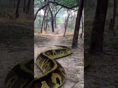 Snake in jungle #shorts #short