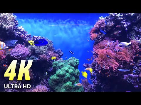 AQUARIUM 4K ULTRA HD.  THE SILENT WATCHER, CALM MUSIC, COLORFUL FISH, WATER PLANTS.  MAKE YOU SLEEP.