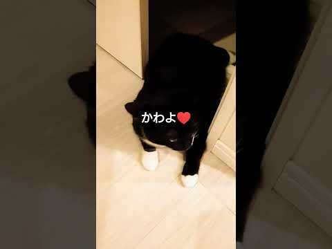 かわいいねこ