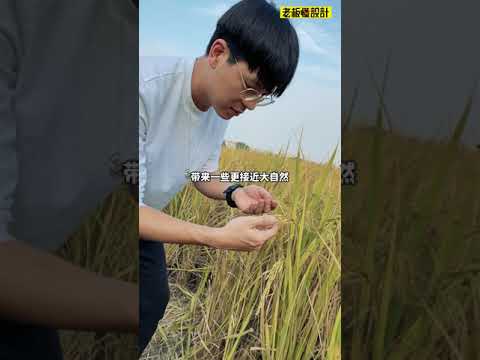 大米品牌策划设计Rice brand planning and design