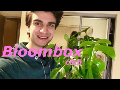 unboxing a rhaphidophora tetrasperma (monstera minima)