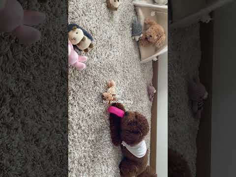 トイプードルの日常vlog🐶🦔🍪#トイプードル  #vlog #日常vlog #犬のいる暮らし