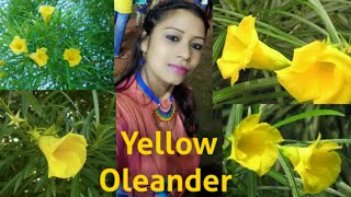 Yellow Oleander/Kaner Grow & Care 🌻🌻