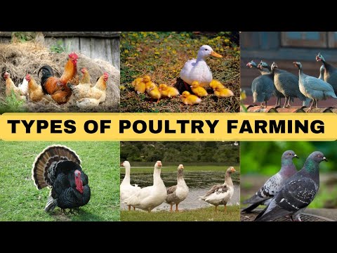Types of Poultry Farming || 6 types of poultry