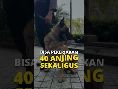 Gaji Anjing di SCBD Bisa Lebih Dari UMR! Kok Bisa Gitu?