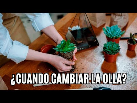 ¿Cuándo Trasplantar Suculentas? ¡Señales y el Momento Ideal! (Guía Completa)