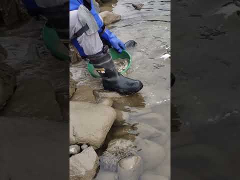 Sound of Washing Rocks While Gold Panning #goldmining #goldpanning