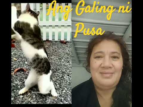 FunnyCat#comedy#cutecat#funny