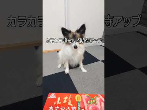 おやつチャレンジ #犬のおやつ #パピヨン #犬のいる生活