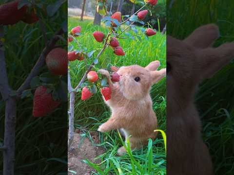 Strawberry Thief: Mischievous Bunny’s Sweet Snack #trending #strawberry #food #cute #rabbit #shorts