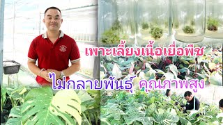 เพาะเลี้ยงเนื้อเยื่อพืช คุณภาพสูงปลอดโรคไม่กลายพันธุ์ ผลิตได้เป็นล้านต้น ไม้ทั่วไป ไม้ประดับ ไม้ด่าง