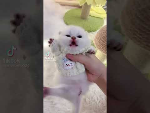 คลิปฮาๆน้องแมว - NO.13  #น้องแมวน่ารัก  #คลิปแมว #cat #cutebaby