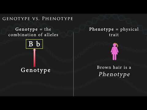 Genetics Vocab!