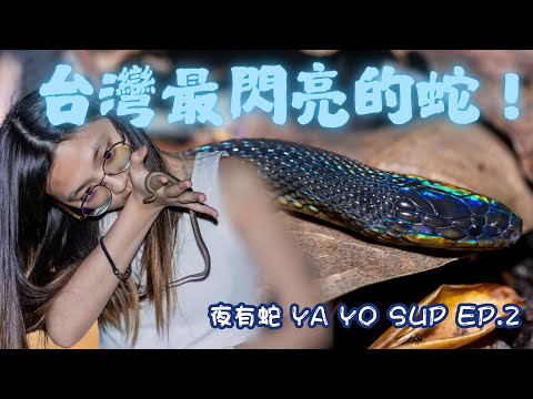 【標蛇\台灣標蛇、龜殼花】台灣最閃亮的蛇！你不能不知道的常見毒蛇！【夜有蛇 YA YO SUP EP.2】｜衝山蛇What The Sssnake!——台灣蛇類系列