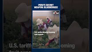 Desert Blueberries: How Peru Outsmarted U.S. Tariffs and Turned to China