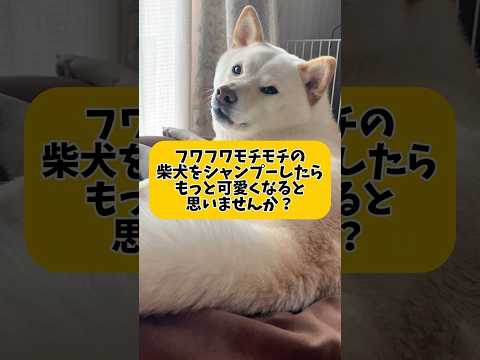 フワフワモチモチの柴犬をシャンプーしたらもっと可愛くなると思いませんか？　#shorts #柴犬 #犬 #dog