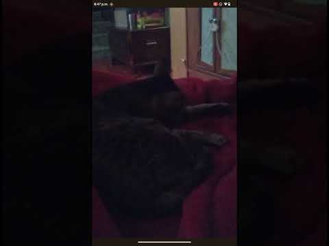 my cute cat sitting with me part 1