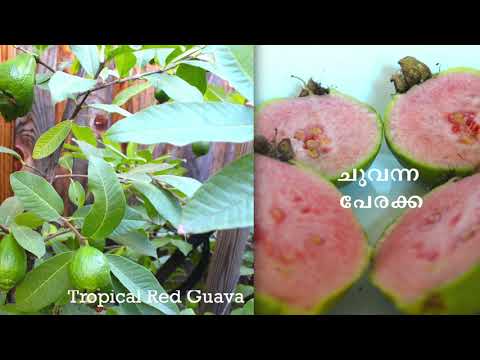 മുറ്റത്തെ മധുരമുള്ള പേരക്ക - Sweet Red Guava - Tropical Fruit | USA Malayalam vlog